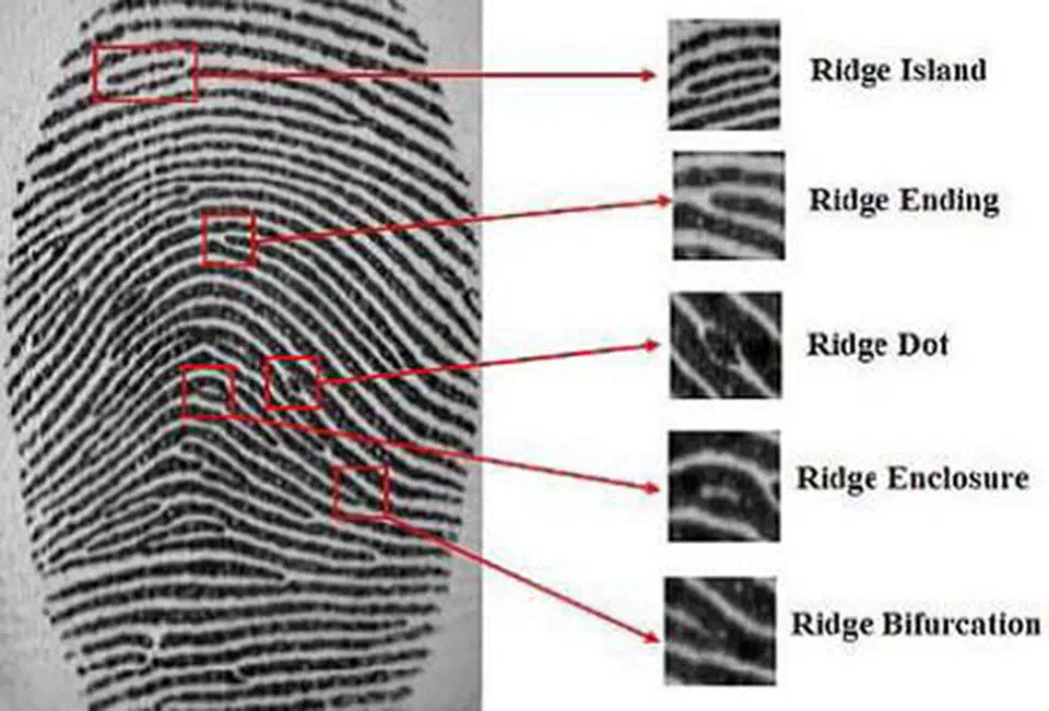 Common fingerprint minutiae patterns showing ridge endings and bifurcations used in biometric matching
