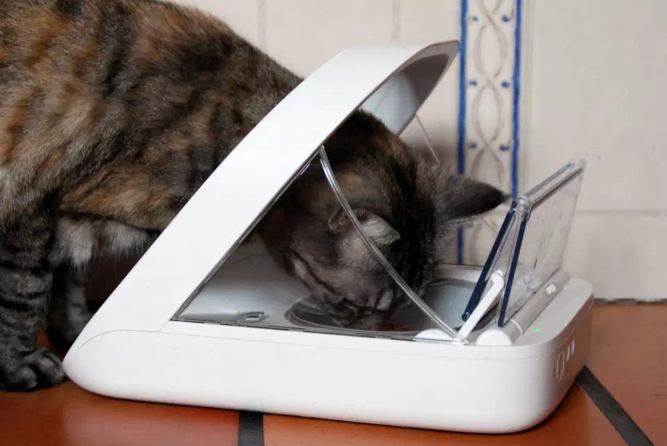 A tortoiseshell tabby cat standing beside a white commercial automatic pet feeder with a food hopper on top and an RFID reader over the bowl