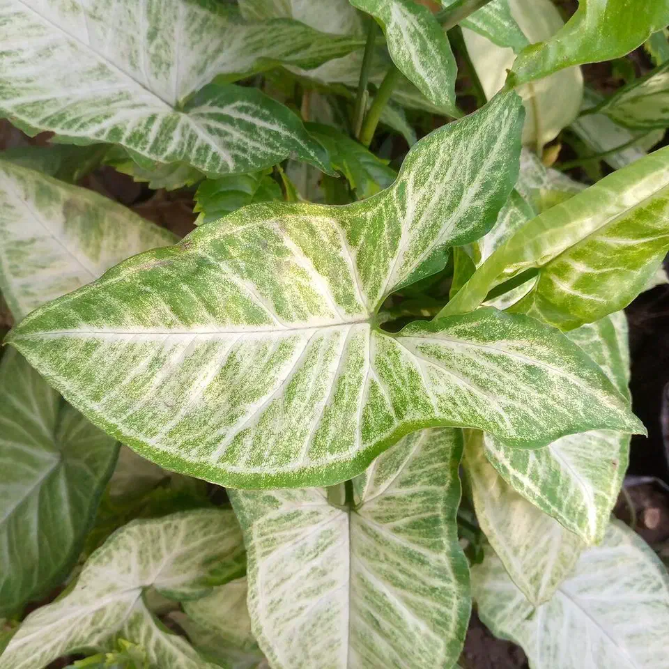Arrowhead plant growing in an indoor pot